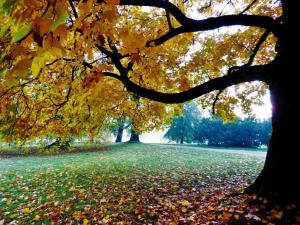 Konkurs fotograficzny - Jesień w łańcuckim parku